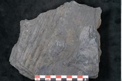 Foto (Detailansicht) von Sigillaria davreuxii Brongniart (NHMW-GEO-2024-0188-11089)
